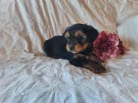 Tilly, a female Yorkshire Terrier for sale in Crawfordsville, IN – 3 of 8