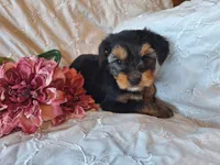 Tilly, a female Yorkshire Terrier for sale in Crawfordsville, IN – 2 of 8