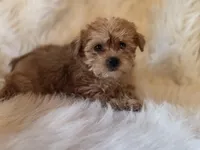 Daisy, a female Yorkshire Terrier for sale in Crawfordsville, IN – Photo 1 of 8