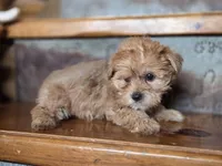 Daisy, a female Yorkshire Terrier for sale in Crawfordsville, IN – Photo 2 of 8
