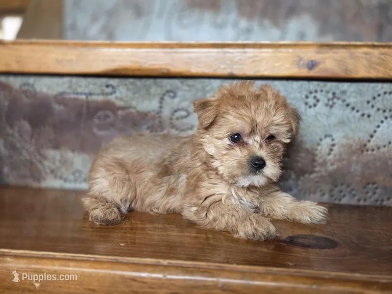 Daisy – Yorkshire Terrier puppy for sale in Crawfordsville, IN