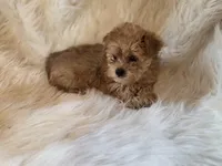 Daisy, a female Yorkshire Terrier for sale in Crawfordsville, IN – Photo 8 of 8