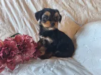 Tilly, a female Yorkshire Terrier for sale in Crawfordsville, IN – 5 of 8