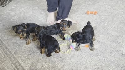 Chase, a male Yorkshire Terrier for sale in Crawfordsville, IN – 5 of 6