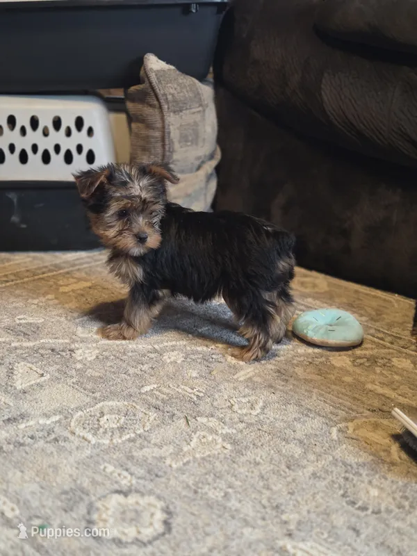Candy  – Yorkshire Terrier puppy for sale in Crawfordsville, IN
