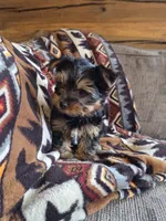 Stetson, a male Yorkshire Terrier for sale in Rockville, IN – Photo 4 of 9