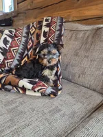 Stetson, a male Yorkshire Terrier for sale in Rockville, IN – Photo 2 of 9