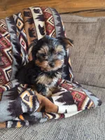 Stetson, a male Yorkshire Terrier for sale in Rockville, IN – Photo 6 of 9