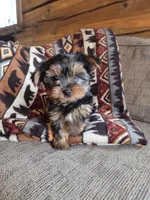 Stetson, a male Yorkshire Terrier for sale in Rockville, IN – Photo 1 of 9