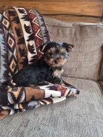 Stetson, a male Yorkshire Terrier for sale in Rockville, IN – Photo 5 of 9