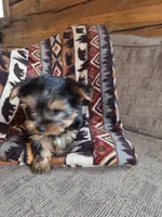 Stetson, a male Yorkshire Terrier for sale in Rockville, IN – Photo 3 of 9