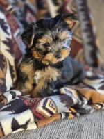 Stetson, a male Yorkshire Terrier for sale in Rockville, IN – Photo 9 of 9