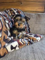 Stetson, a male Yorkshire Terrier for sale in Rockville, IN – Photo 7 of 9