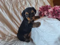 Tilly, a female Yorkshire Terrier for sale in Crawfordsville, IN – 7 of 8