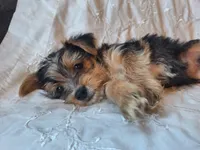 Trixie, a female Yorkshire Terrier for sale in Crawfordsville, IN – 8 of 8