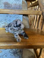 Merrily, a female Poodle - Miniature  for sale in Rockville, IN – Photo 6 of 6