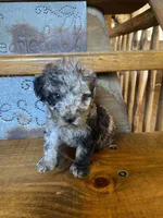 Merrily, a female Poodle - Miniature  for sale in Rockville, IN – Photo 4 of 6