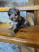 Merrily, a female Poodle - Miniature  for sale in Rockville, IN – Photo 3 of 6