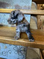 Merrily, a female Poodle - Miniature  for sale in Rockville, IN – Photo 5 of 6