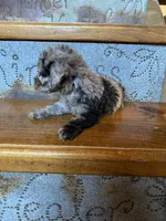 Merrily, a female Poodle - Miniature  for sale in Rockville, IN – Photo 2 of 6