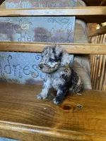 Merrily, a female Poodle - Miniature  for sale in Rockville, IN – Photo 1 of 6