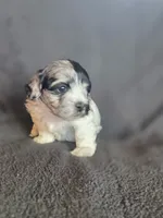 Smores, a male Shihpoo for sale in Rockville, IN – Photo 5 of 7