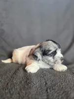 Smores, a male Shihpoo for sale in Rockville, IN – Photo 1 of 7