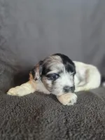 Smores, a male Shihpoo for sale in Rockville, IN – Photo 2 of 7