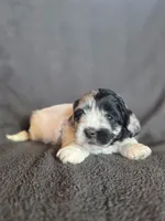 Smores, a male Shihpoo for sale in Rockville, IN – Photo 7 of 7