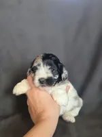 Smores, a male Shihpoo for sale in Rockville, IN – Photo 3 of 7