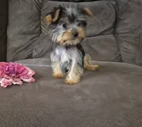 Bambi, a female Yorkshire Terrier for sale in Crawfordsville, IN – 3 of 6