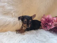 Tilly, a female Yorkshire Terrier for sale in Crawfordsville, IN – 1 of 7