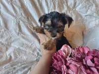Tootsie, a female Yorkshire Terrier for sale in Crawfordsville, IN – 7 of 8