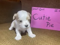 Cutie Pie, a female Maltese and Yorkshire Terrier for sale in Rockville, IN – Photo 3 of 6