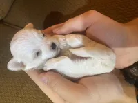 Cutie Pie, a female Maltese and Yorkshire Terrier for sale in Rockville, IN – Photo 1 of 6