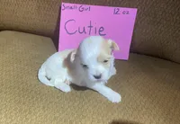 Cutie Pie, a female Maltese and Yorkshire Terrier for sale in Rockville, IN – Photo 2 of 6