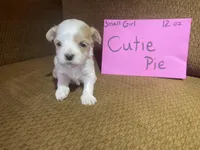 Cutie Pie, a female Maltese and Yorkshire Terrier for sale in Rockville, IN – Photo 5 of 6