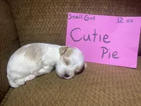 Cutie Pie, a female Maltese and Yorkshire Terrier for sale in Rockville, IN – Photo 4 of 6