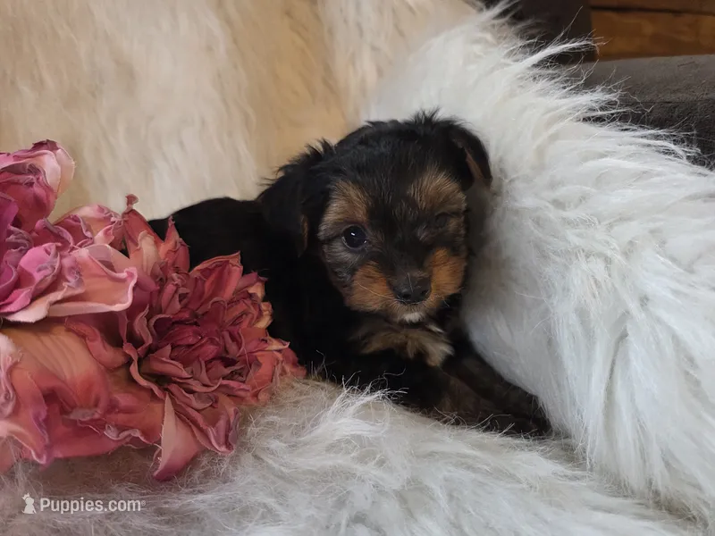 Tianna – Yorkshire Terrier puppy for sale in Crawfordsville, IN