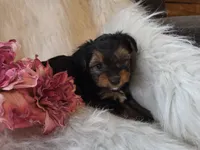 Tianna, a female Yorkshire Terrier for sale in Crawfordsville, IN – 8 of 8