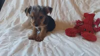 Tucker, a male Yorkshire Terrier for sale in Crawfordsville, IN – 4 of 10