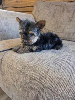 Lacy, a female Yorkshire Terrier for sale in Rockville, IN – Photo 3 of 8