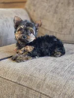 Lacy, a female Yorkshire Terrier for sale in Rockville, IN – Photo 6 of 8