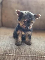 Lacy, a female Yorkshire Terrier for sale in Rockville, IN – Photo 4 of 8