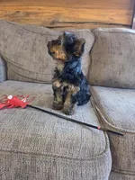 Lacy, a female Yorkshire Terrier for sale in Rockville, IN – Photo 1 of 8