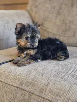 Lacy, a female Yorkshire Terrier for sale in Rockville, IN – Photo 7 of 8
