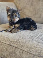 Lacy, a female Yorkshire Terrier for sale in Rockville, IN – Photo 8 of 8