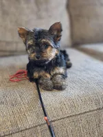 Lacy, a female Yorkshire Terrier for sale in Rockville, IN – Photo 5 of 8