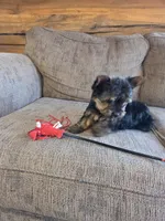 Lacy, a female Yorkshire Terrier for sale in Rockville, IN – Photo 2 of 8