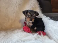 Tyke, a female Yorkshire Terrier for sale in Crawfordsville, IN – 2 of 10